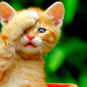 Bếp từ Fs Mix 266